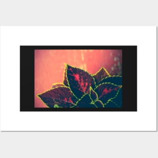 Coleus Leaves on Red Vintage Table Posters and Art